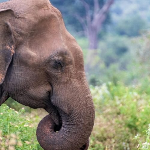 asian-elephant-close-up-sri-lanka-wildlife