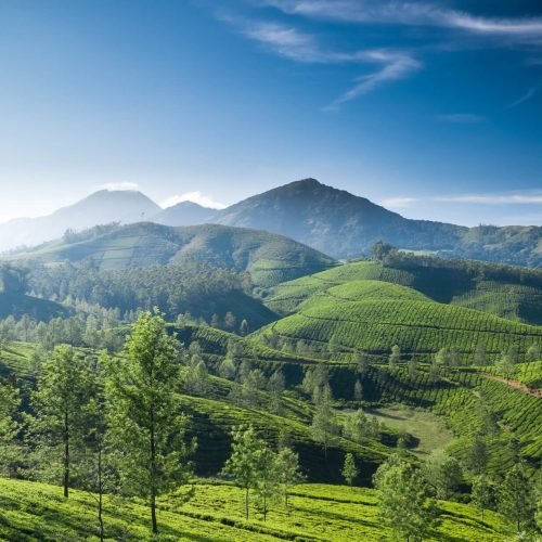 beautiful-tea-plantation-landscape-in-the-morning-2024-10-18-06-55-24-utc