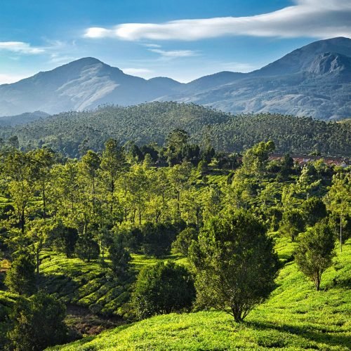 green-tea-plantations-in-india-2024-10-18-04-46-14-utc