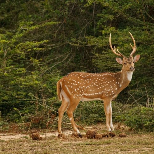 spotted-deer-chital-sri-lanka-safari