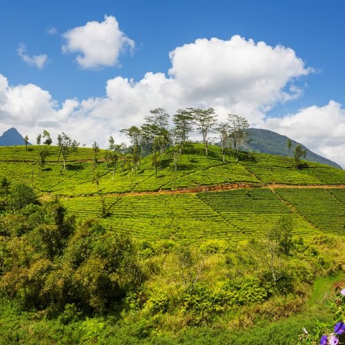 Green natural landscapes_tea plantation on Sri Lanka